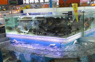 广东沃尔玛销售的活草鱼检出孔雀石绿